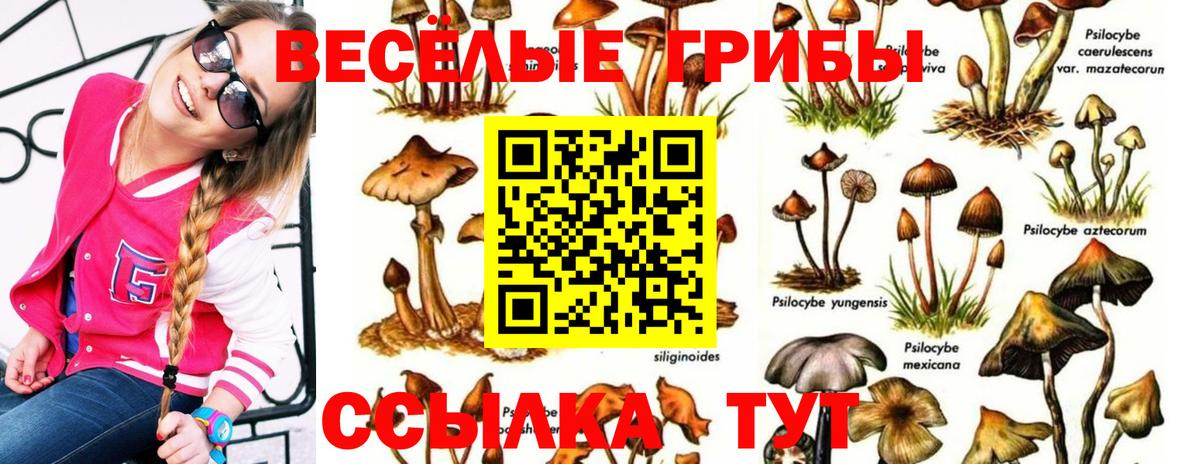 Псилоцибиновые грибы GOLDEN TEACHER  Вход с VPN  купить   Петрозаводск 